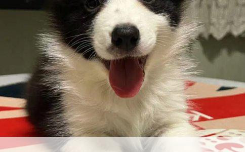 如何简单辨别哈士奇品质优劣