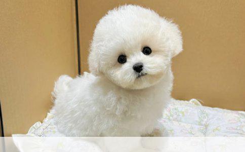 两个月萨摩耶怎么喂吃什么狗粮