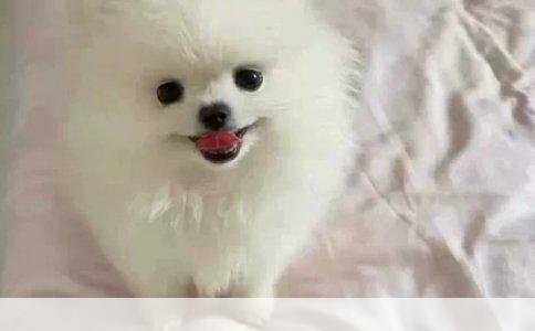 孩子被狗咬了，保险啥时候能赔？记住这个时间点就够了