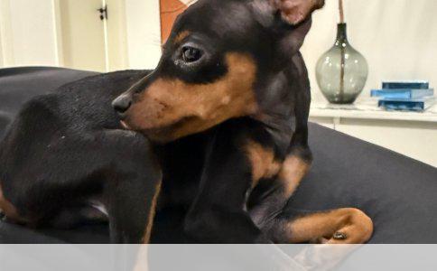 狗咬伤保险理赔：保障范围、申请流程与注意事项全解析