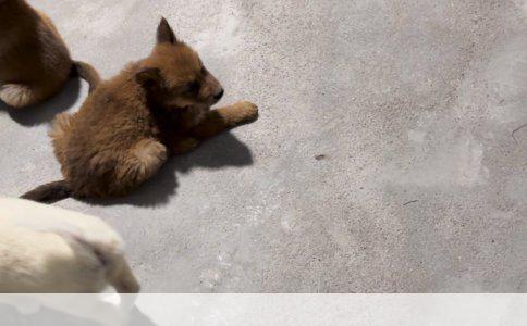 打造家庭中的安静小天使：科学训练狗狗听话的秘诀