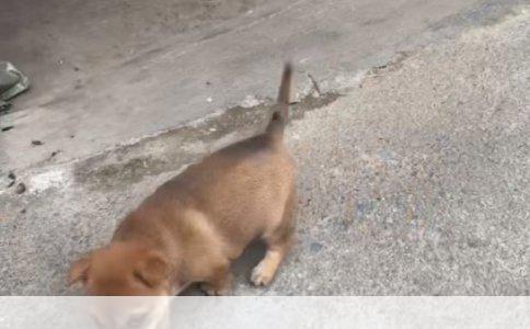 网络连接配置错误DNS服务问题解决方案