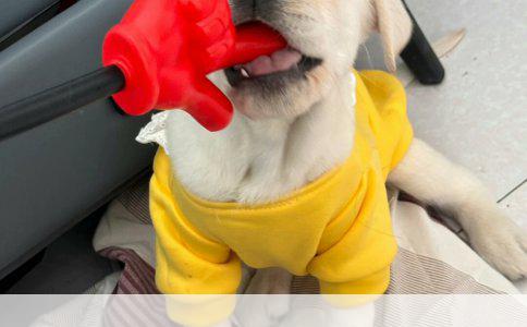 一岁泰迪疫苗注射全攻略