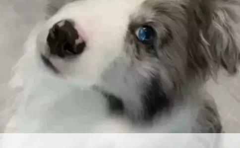 推荐几种忠心聪明体味小的大狗