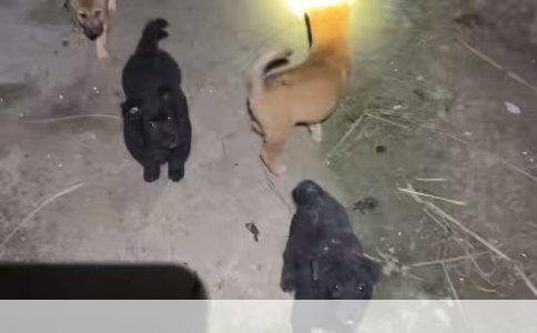 千元内，可爱不掉毛的小型犬