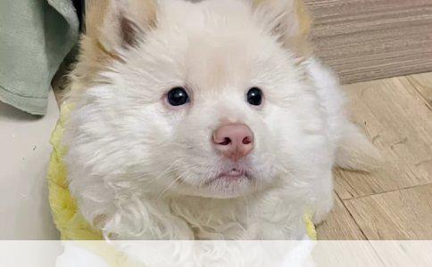 导盲犬是怎么训练的