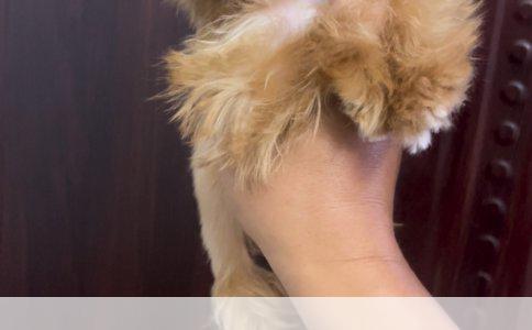 贵宾犬玩具型、迷你型与标准型的区别