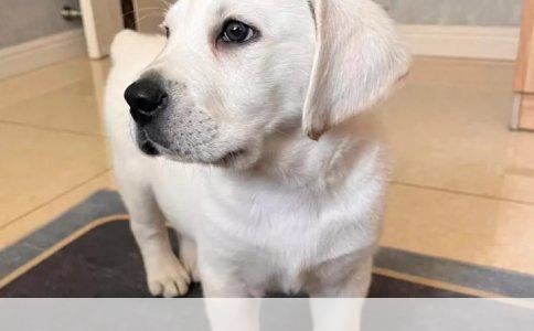 揭秘狗狗驱虫药排行榜