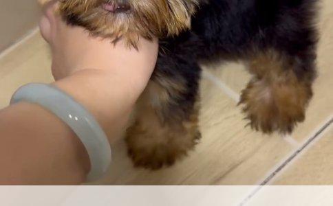 如何辨别英国斗牛犬与法国斗牛犬？解析与养犬指南