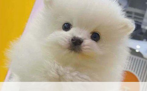 吉娃娃犬对家中宠物犬的攻击性行为解析：原因、影响与应对策略