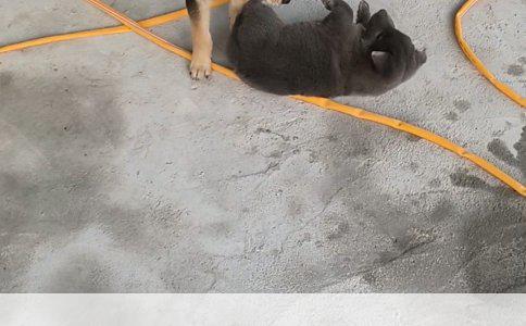 博美吃宝路狗粮到底行不行