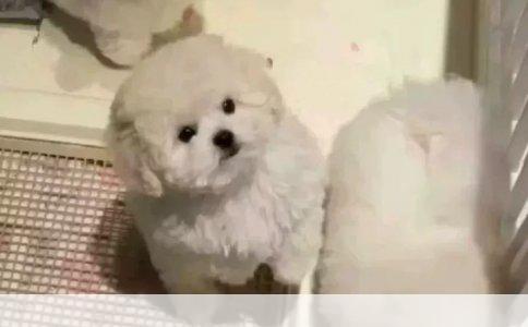 藏獒价格：探秘稀有犬种的价值与影响因素