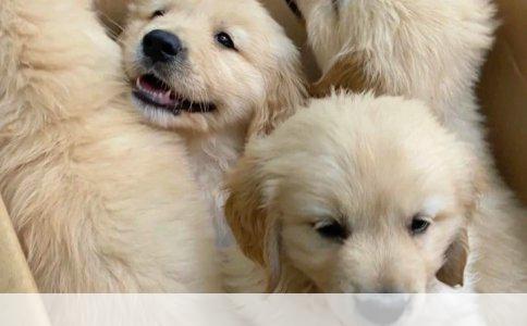 揭秘犬界奥秘：探索未知的犬种——