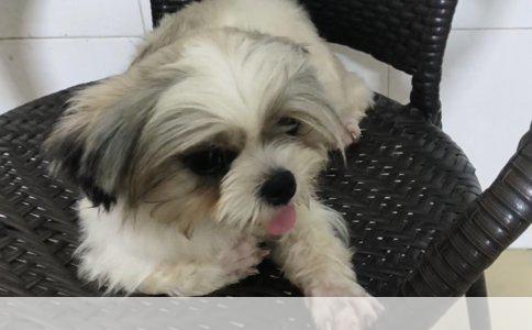 狗狗品种探秘：揭秘这只独特毛球的真实身份