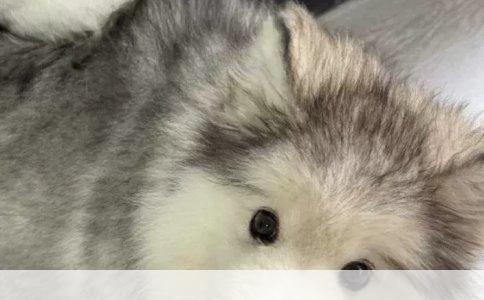 饲养比熊犬注意事项