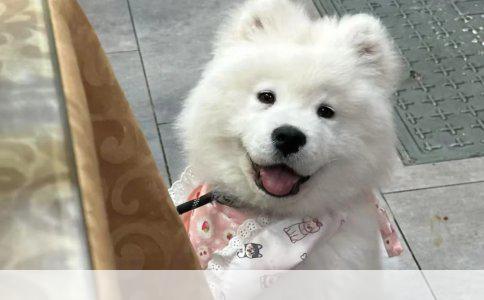 边牧生完小狗严重掉毛怎么办