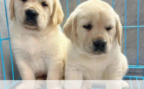 贵宾犬养护全攻略