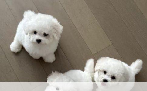 《全球犬种百科：世界犬品种大全》