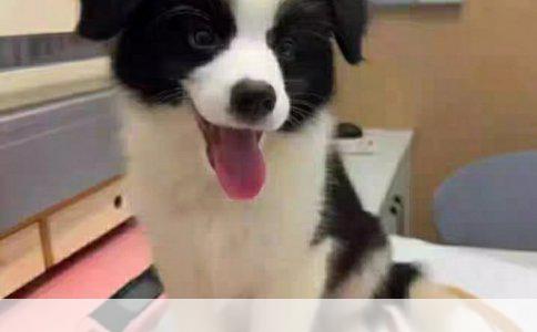 幼犬期喂食指南：两个月萨摩耶应选离乳期狗粮还是幼犬粮？
