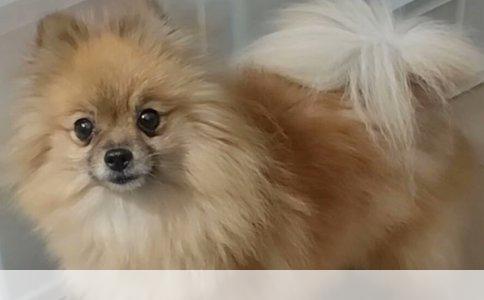 看不见，咋养导盲犬