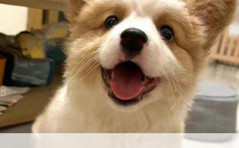 揭秘未知：探寻这狗的品种之谜