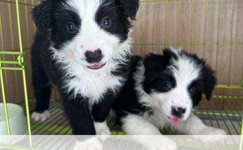 饲养银狐犬的注意事项