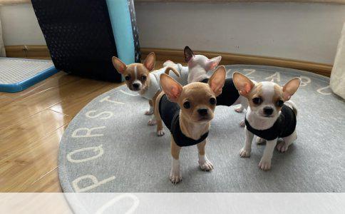 金毛犬VS阿拉斯加雪橇犬：爱干净、听话与智力的较量
