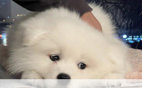 狗狗绝育手术费用全解析：性价比与爱心并重