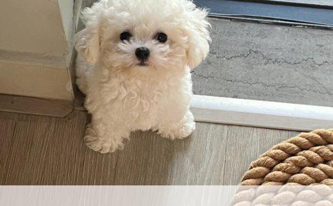什么品种的狗狗最萌