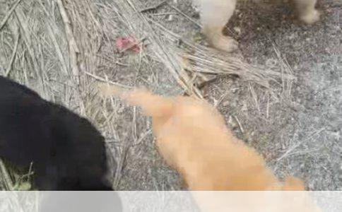 友赠萌宠：解锁狗狗品种与市场估价，共筑温馨的养宠之旅