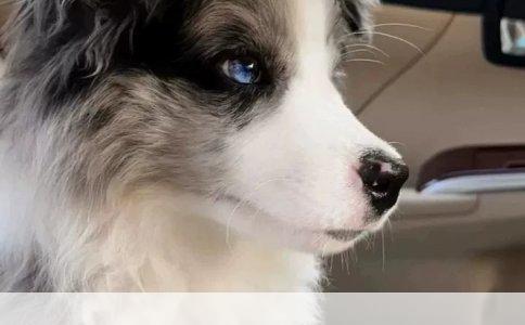 阿拉斯加雪橇犬与西伯利亚雪橇犬：品种差异与特性对比