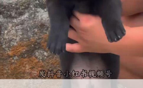 狗狗品种大揭秘：从拉布拉多到法斗，每一种都有独特魅力