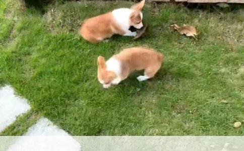 澳大利亚牧羊犬与边境牧羊羊犬：牧场上的智者之别