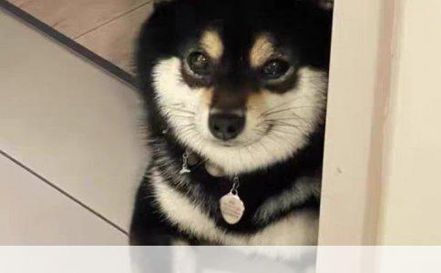 柯基纯不纯怎么看选购实用指南