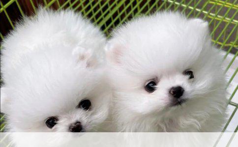 比特犬：忠诚守护者的天性——论其保护主人的本能与行为