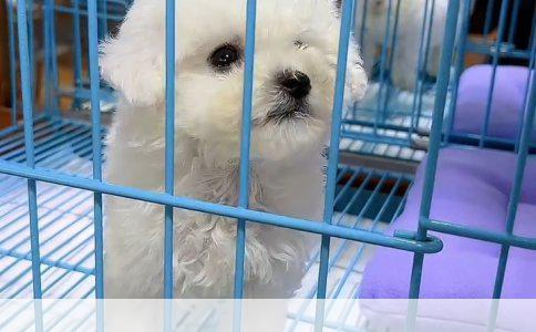 藏獒价格解析：稀有品种与市场波动的真实面貌