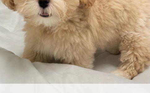 单位未购工伤保险拒赔只补差额问题解析