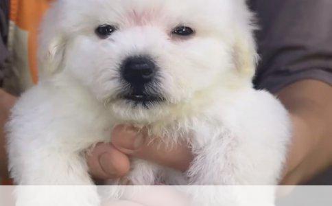 金毛犬的智商：超越年龄的智慧之光