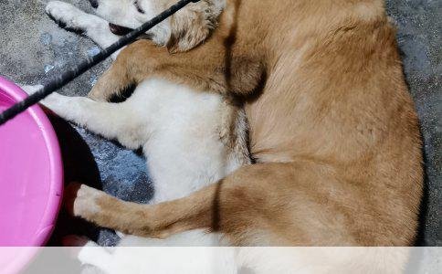 养柯基幼犬的五大注意事项：从饮食到训练的全面指南