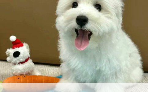 贵州古韵：探寻古代牧羊犬的踪迹