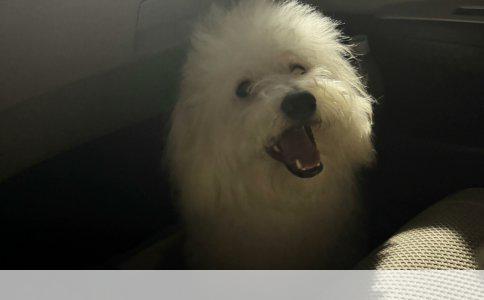松狮犬紫舌头就是纯种？别被忽悠了