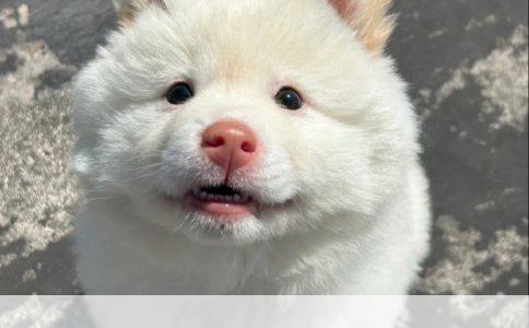 母藏獒分娩前的征兆详解