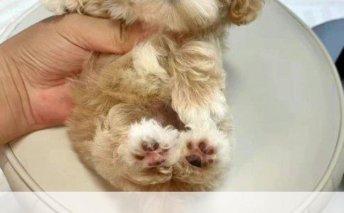 阿拉斯加犬长相标准与八个月耳朵