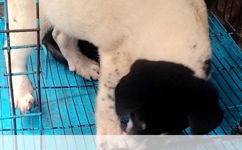 鉴别哈士奇与阿拉斯加雪橇犬：外观、性格与养护的全面解析