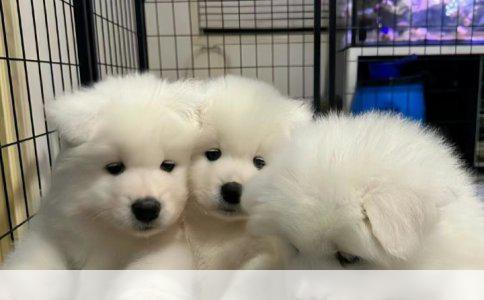 杯子狗品种详解