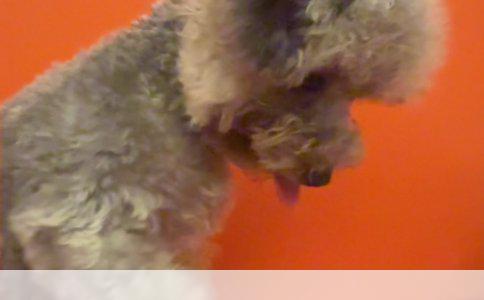 牧羊犬训练的实战指南：塑造忠诚与智慧的完美伙伴