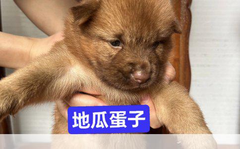 新成员加入！四岁家庭迎来宠物犬：品种揭秘与温馨养宠指南