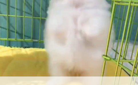 松狮犬成长记：成年后的体重揭秘