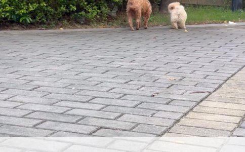 题目：未及时接种疫苗的成年男性狗咬伤事件分析与处理建议