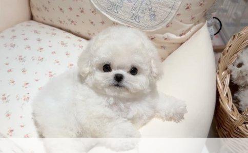 灰泰迪成犬与幼犬价格差异探究